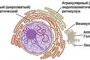 Концепція, відкриття історії, структура та ролі комплексу голджі Концепція, відкриття історії, структура та ролі комплексу голджі